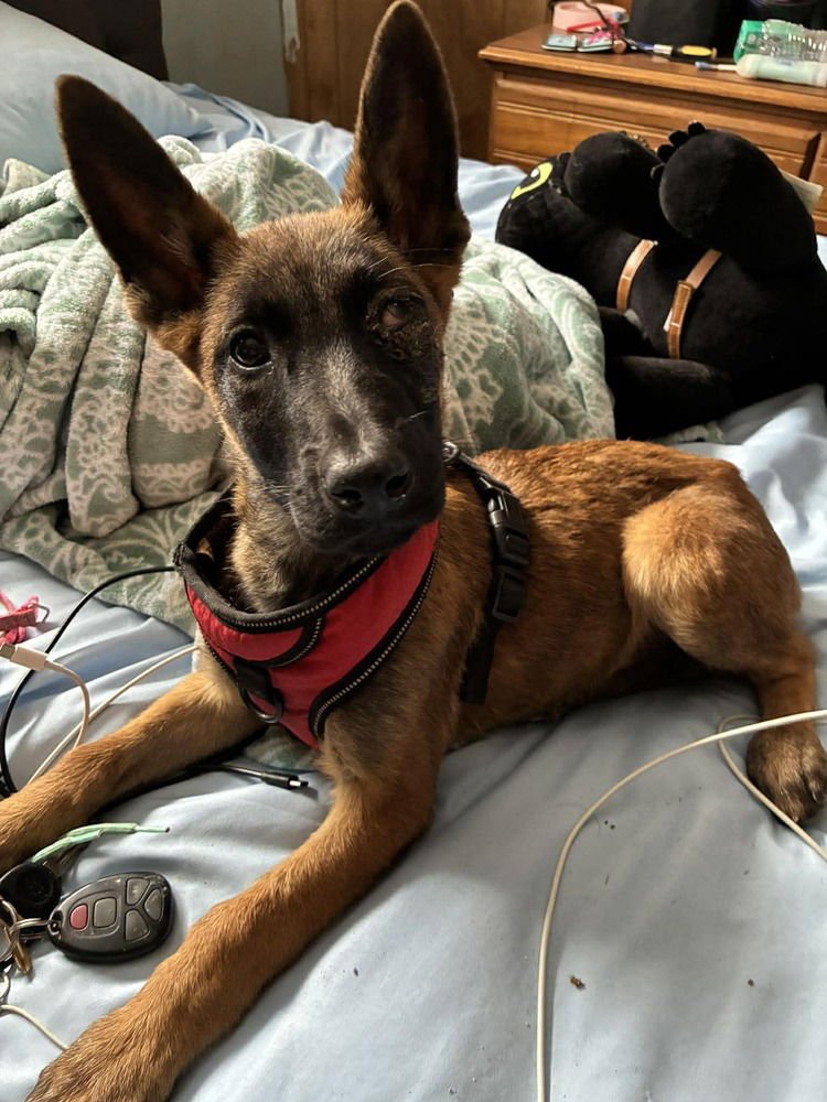 SHASHA LOCATED IN TEXAS - Belgian Shepherd Malinois available for adoption