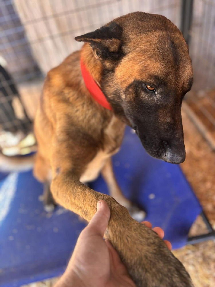 SHILOH LOCATED IN NC - Belgian Shepherd Malinois available for adoption