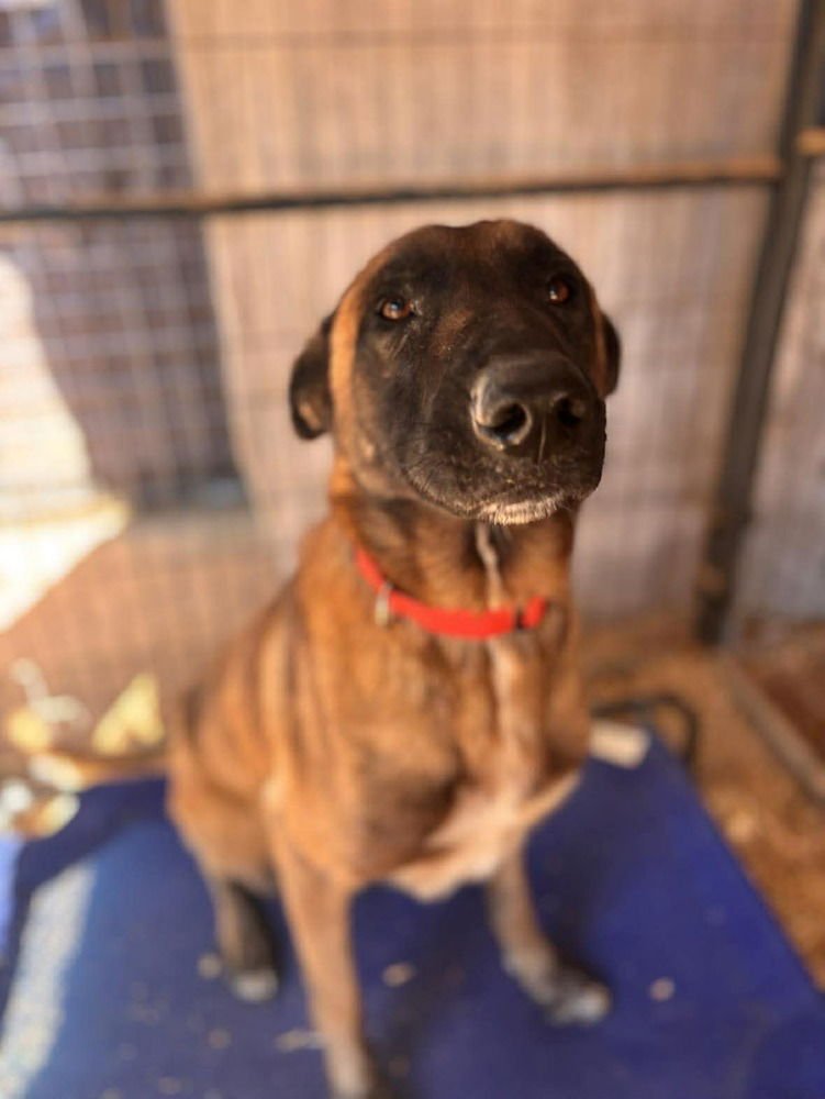 SHILOH LOCATED IN NC - Belgian Shepherd Malinois available for adoption