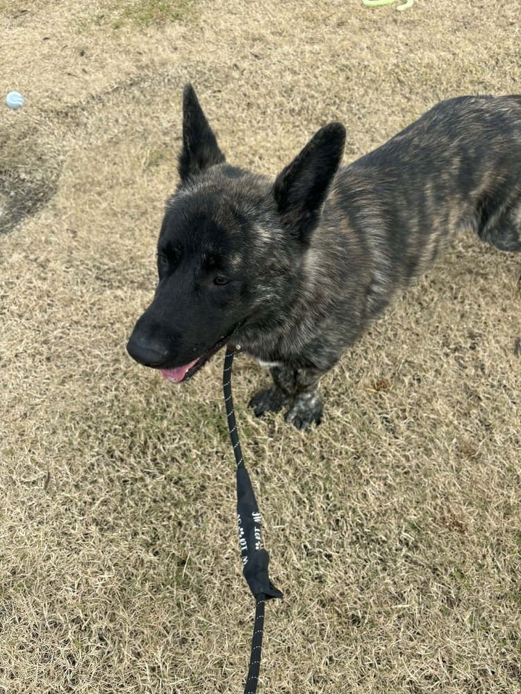 SHAKA FKA OAKLEY IN CO - Dutch Shepherd available for adoption