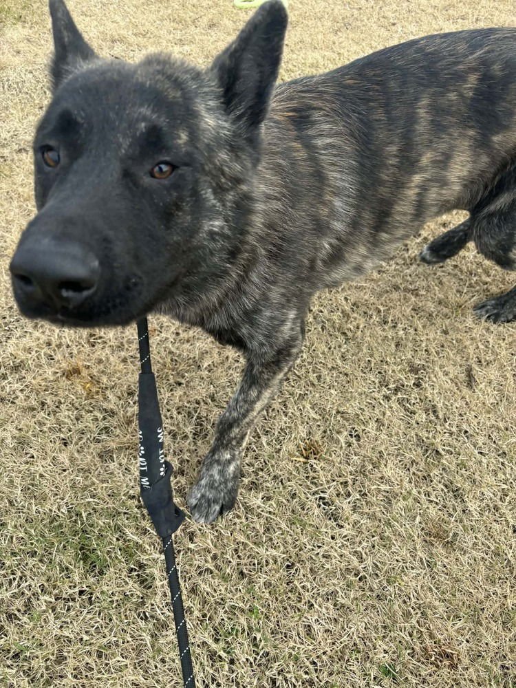 SHAKA FKA OAKLEY IN CO - Dutch Shepherd available for adoption