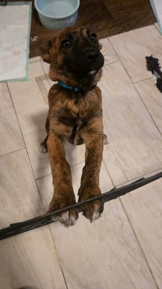 THE SNOW LITTER - SNOW ANGEL - Belgian Shepherd Malinois available for adoption