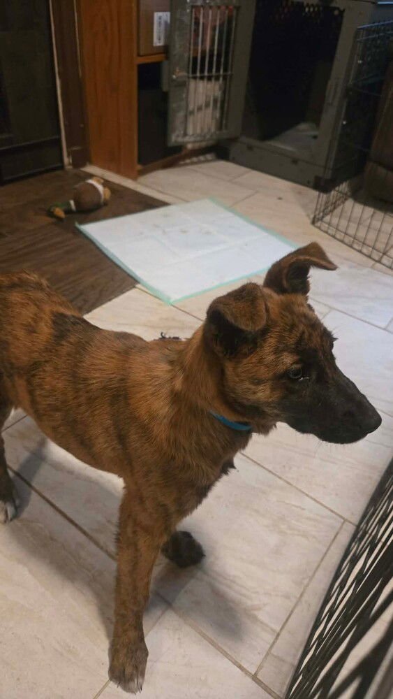 THE SNOW LITTER - SNOW ANGEL - Belgian Shepherd Malinois available for adoption