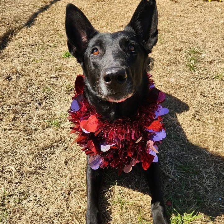 TAKARA FNA AMAYA - LOCATED IN TX - Belgian Shepherd Malinois available for adoption