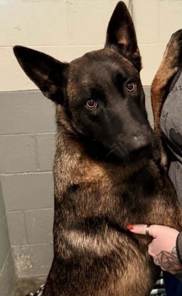 ZARA - LOCATED IN FL - Belgian Shepherd Malinois available for adoption