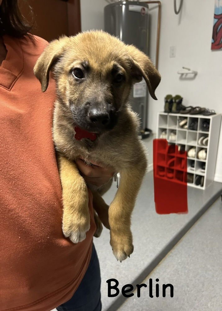 WORLDWIDE WOOFS LITTER - BERLIN LOCATED IN ARIZONA - Belgian Shepherd Malinois / German Shepherd Dog available for adoption