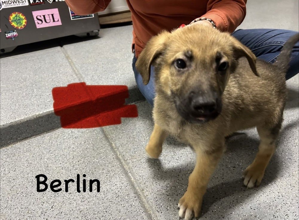 WORLDWIDE WOOFS LITTER - BERLIN LOCATED IN ARIZONA - Belgian Shepherd Malinois / German Shepherd Dog available for adoption