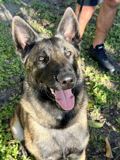 STAR - LOCATED IN FLORIDA - Belgian Shepherd Malinois available for adoption