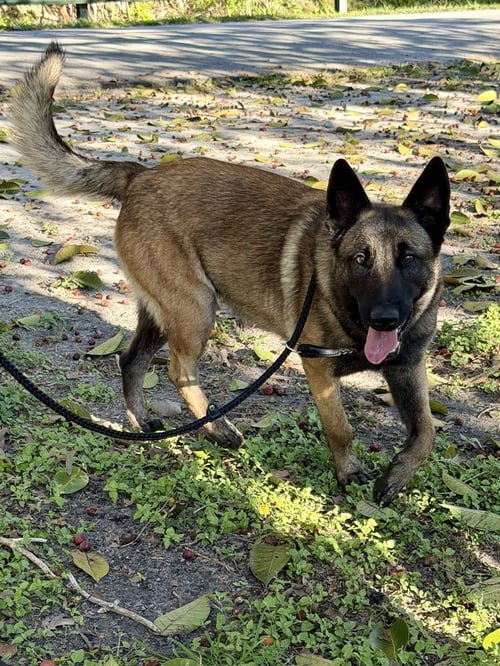 STAR - LOCATED IN FLORIDA - Belgian Shepherd Malinois available for adoption