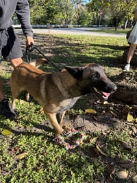 Star - Located in Florida - Photo 3