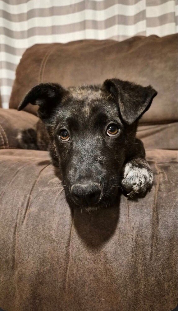 FROZEN - THE SNOW LITTER - LOCATED IN TX - Belgian Shepherd Malinois available for adoption