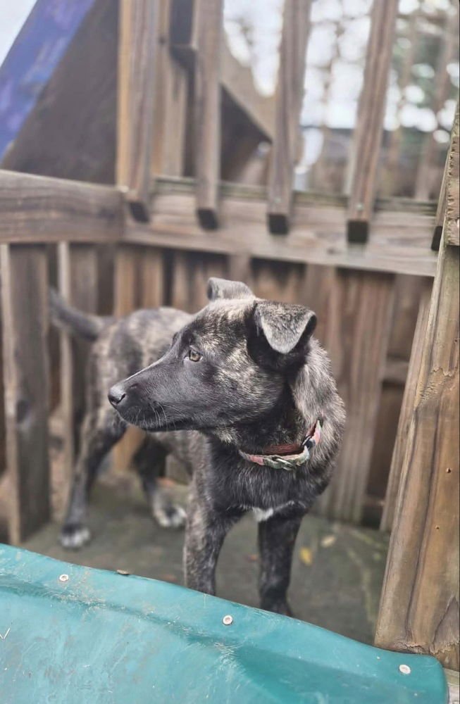 Frozen - The Snow Litter - Located in TX - Photo 3