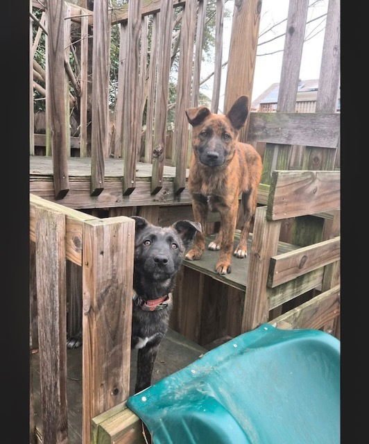 Frozen - The Snow Litter - Located in TX - Photo 4