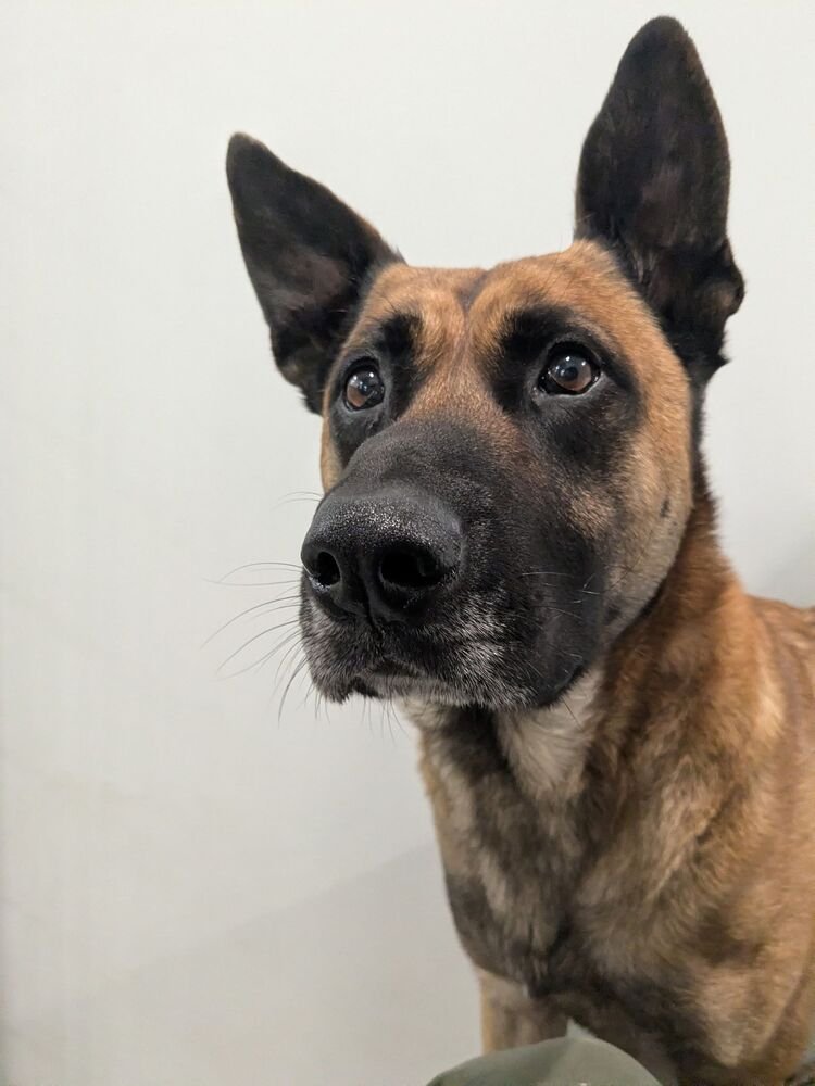 ARTHUR - Belgian Shepherd Malinois / German Shepherd Dog available for adoption