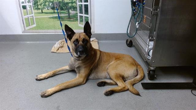 ARTHUR - Belgian Shepherd Malinois / German Shepherd Dog available for adoption