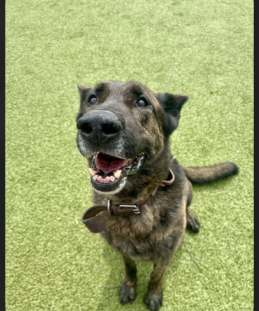 RALPHIE - LOCATED IN KS - Dutch Shepherd / German Shepherd Dog available for adoption