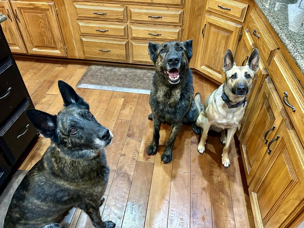 RALPHIE - LOCATED IN KS - Dutch Shepherd / German Shepherd Dog available for adoption