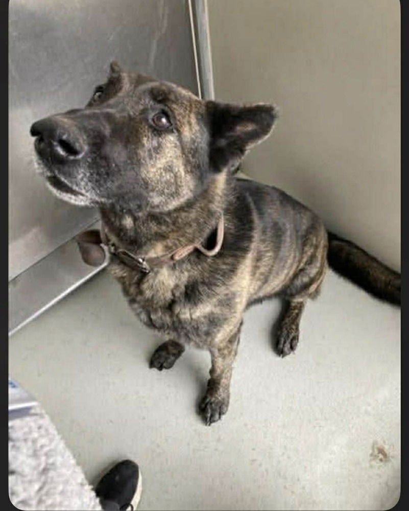 Ralphie - Located in KS - Photo 3