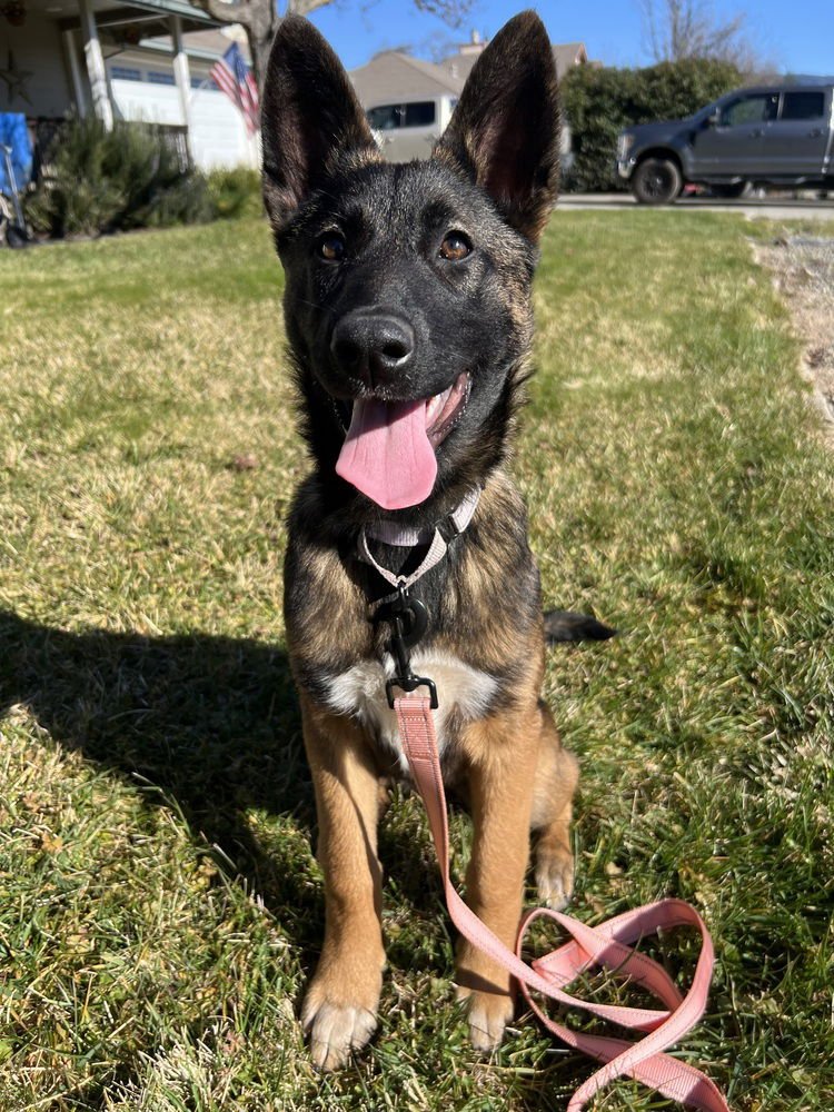 JERRI LOCATED IN CA - Belgian Shepherd Malinois / German Shepherd Dog available for adoption