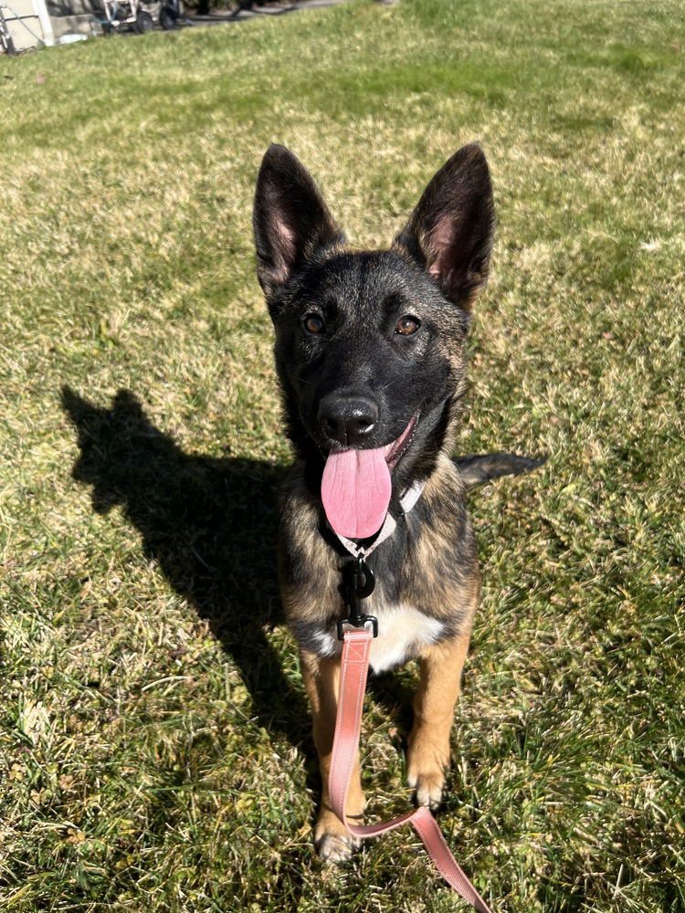 JERRI LOCATED IN CA - Belgian Shepherd Malinois / German Shepherd Dog available for adoption