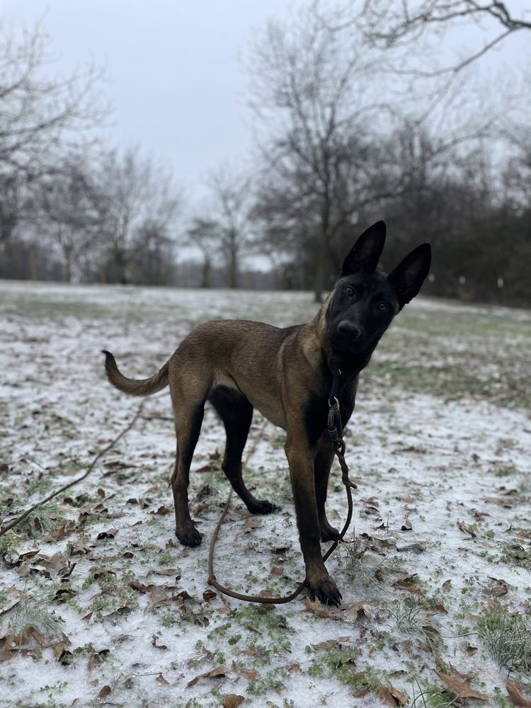 VALKYRIE - LOCATED IN GEORGIA - Belgian Shepherd Malinois available for adoption