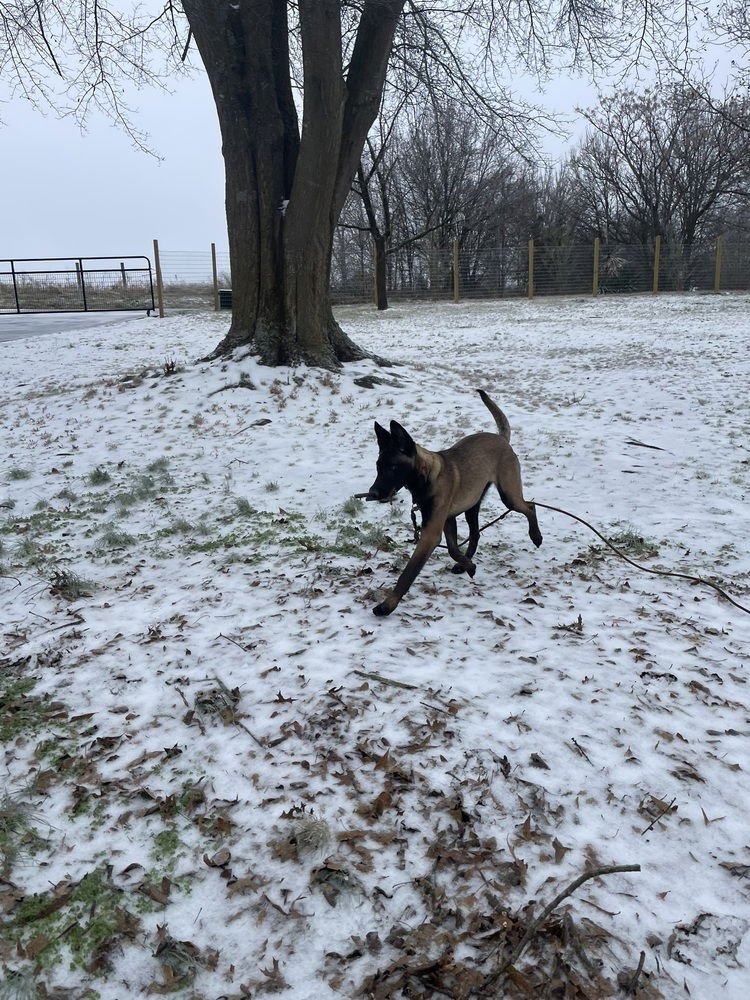 VALKYRIE - LOCATED IN GEORGIA - Belgian Shepherd Malinois available for adoption
