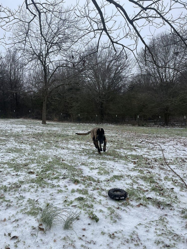 Valkyrie - located in Georgia - Photo 3