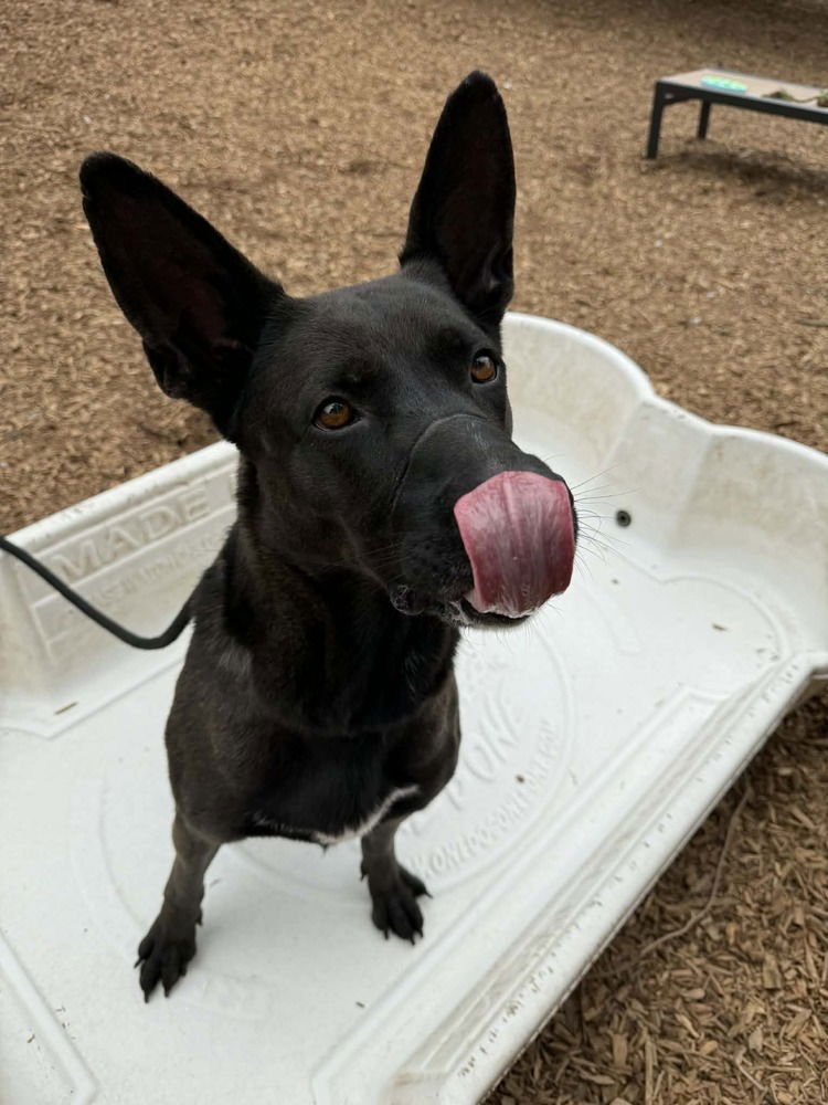 CLEVELAND - LOCATED IN SOUTH CAROLINA - Belgian Shepherd Malinois / Dutch Shepherd available for adoption