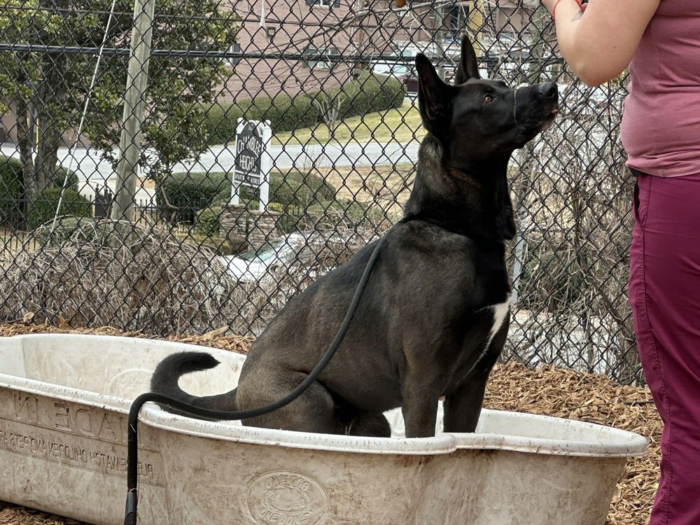 CLEVELAND - LOCATED IN SOUTH CAROLINA - Belgian Shepherd Malinois / Dutch Shepherd available for adoption