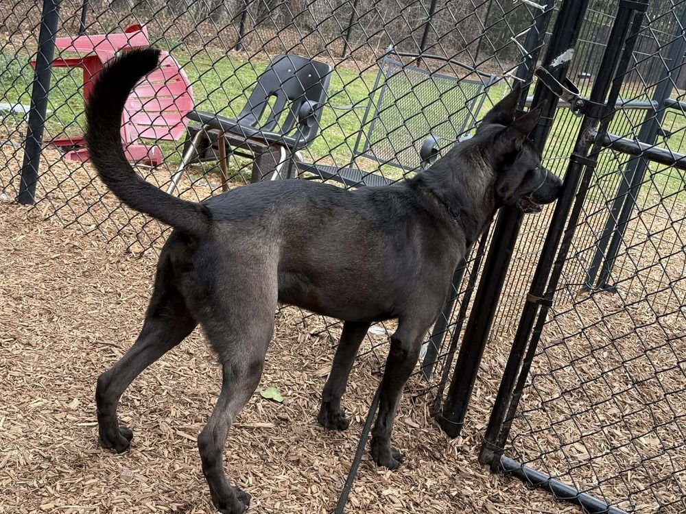 Cleveland - Located in South Carolina - Photo 3