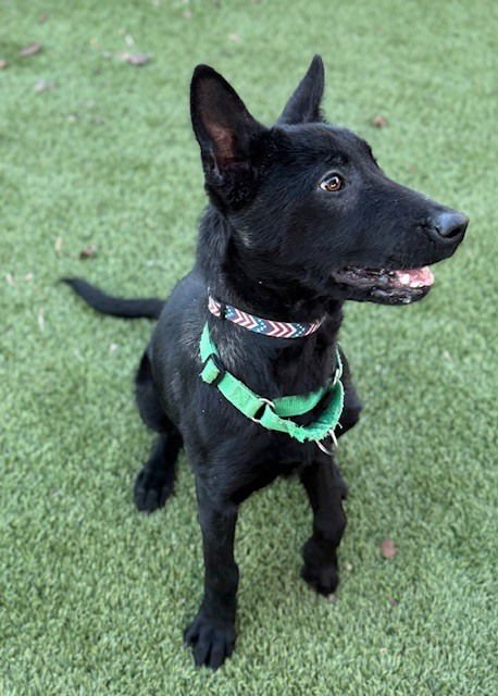 XENA FKA LINDA, LOCATED IN OR - Belgian Shepherd Dog Sheepdog / Dutch Shepherd available for adoption