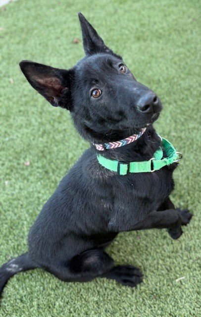 Xena FKA Linda, located in OR - Photo 3