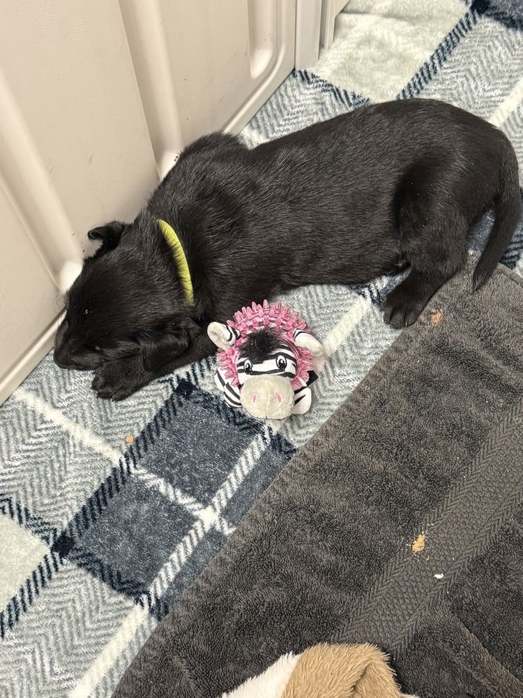 LAKELAND LOOKERS - VEGA - LOCATED IN FL - Belgian Shepherd Malinois available for adoption