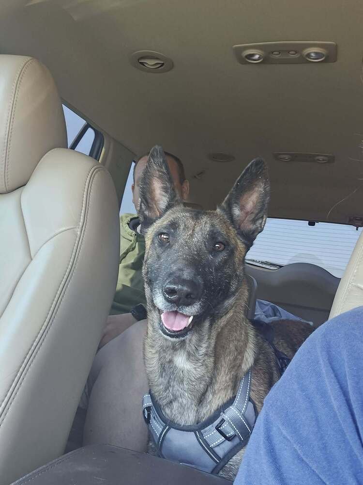 VELMA- LOCATED IN TEXAS - Belgian Shepherd Malinois available for adoption