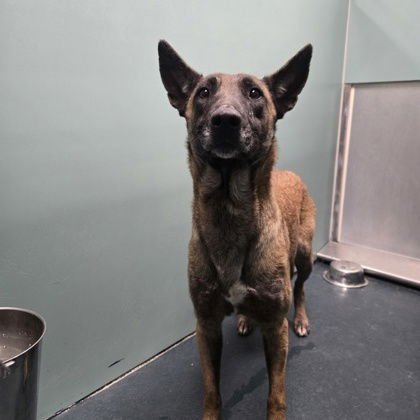 VELMA- LOCATED IN TEXAS - Belgian Shepherd Malinois available for adoption