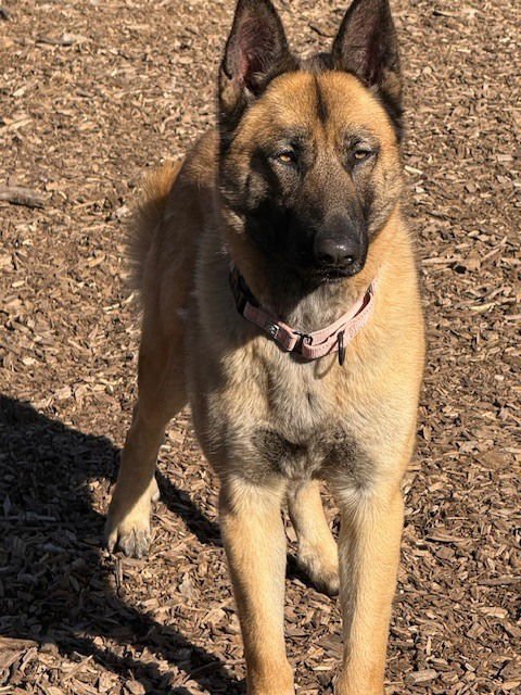 PORTIA IN CA - Belgian Shepherd Malinois / German Shepherd Dog available for adoption