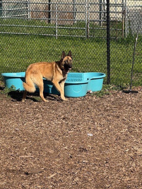 PORTIA IN CA - Belgian Shepherd Malinois / German Shepherd Dog available for adoption