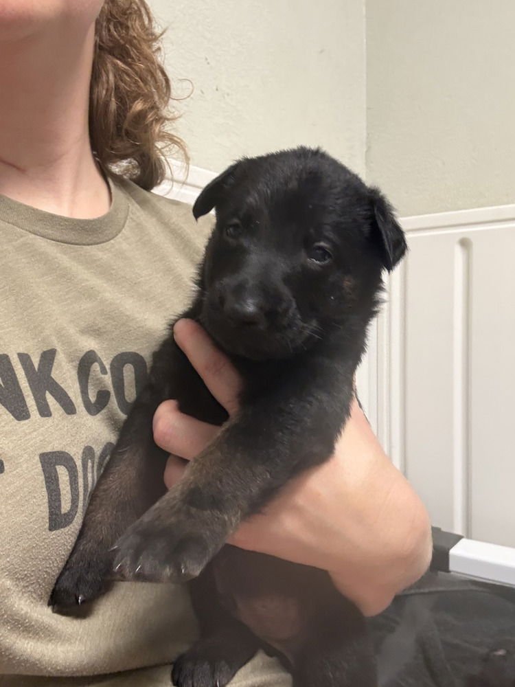 LAKELAND LOOKERS - BANNAN - LOCATED IN FL - Belgian Shepherd Malinois available for adoption