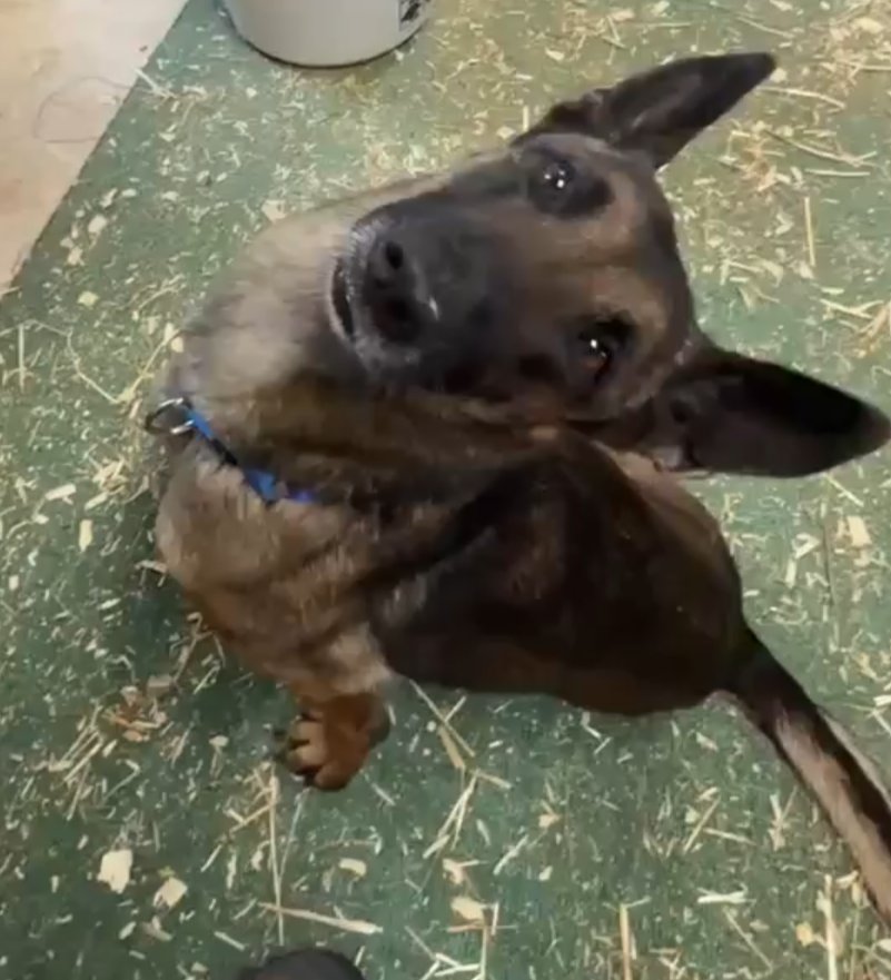 TETRIS- LOCATED IN OK - Belgian Shepherd Malinois available for adoption
