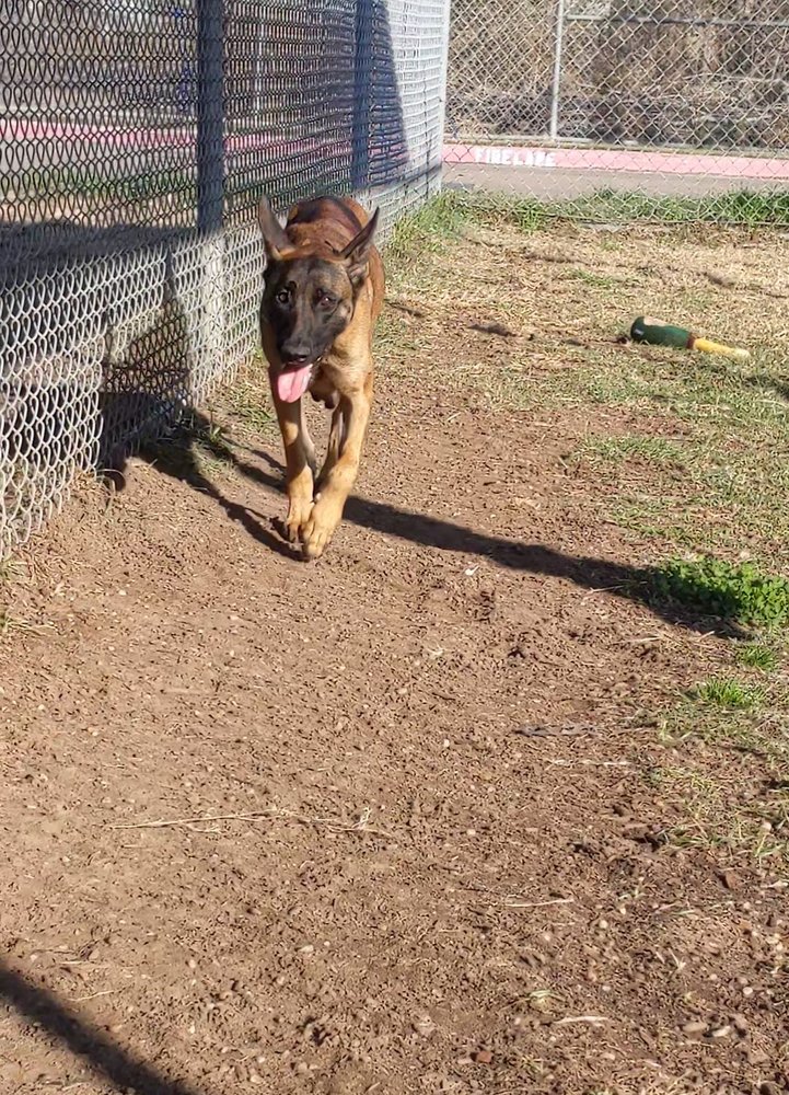 STORMY SKYE - LOCATED IN TX - Belgian Shepherd Malinois available for adoption