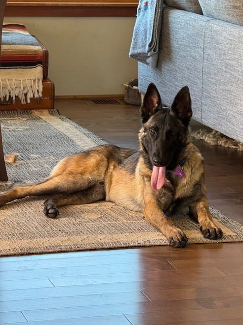 FINN - AZ - Belgian Shepherd Malinois available for adoption