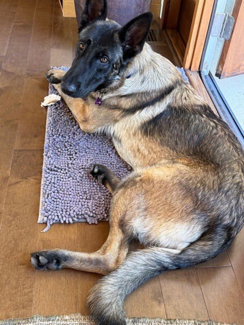 FINN - AZ - Belgian Shepherd Malinois available for adoption