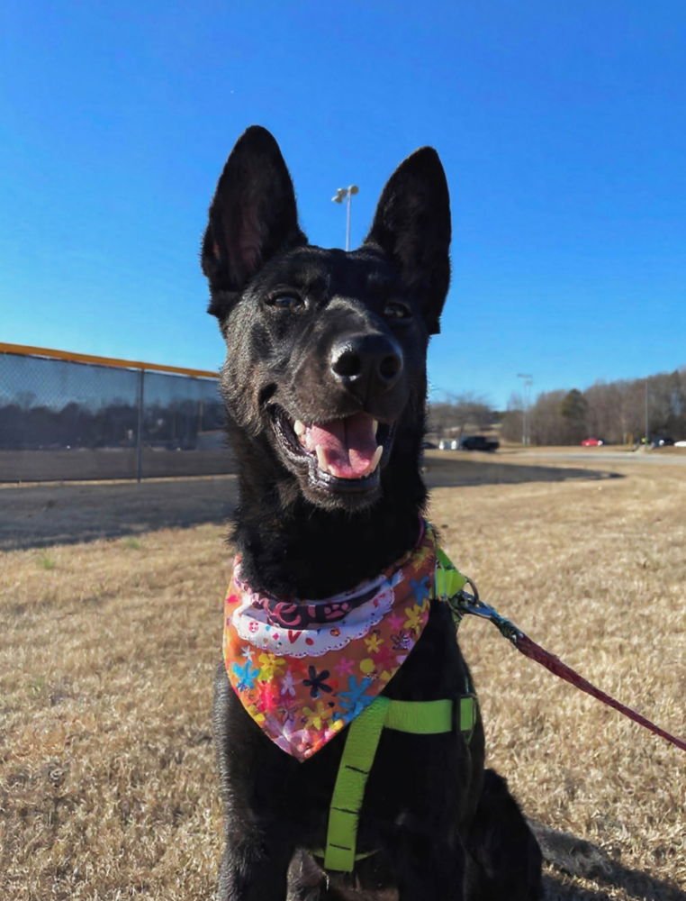 OSA - LOCATED IN GEORGIA - Dutch Shepherd available for adoption