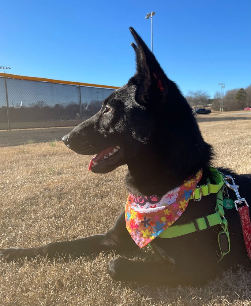 OSA - LOCATED IN GEORGIA - Dutch Shepherd available for adoption