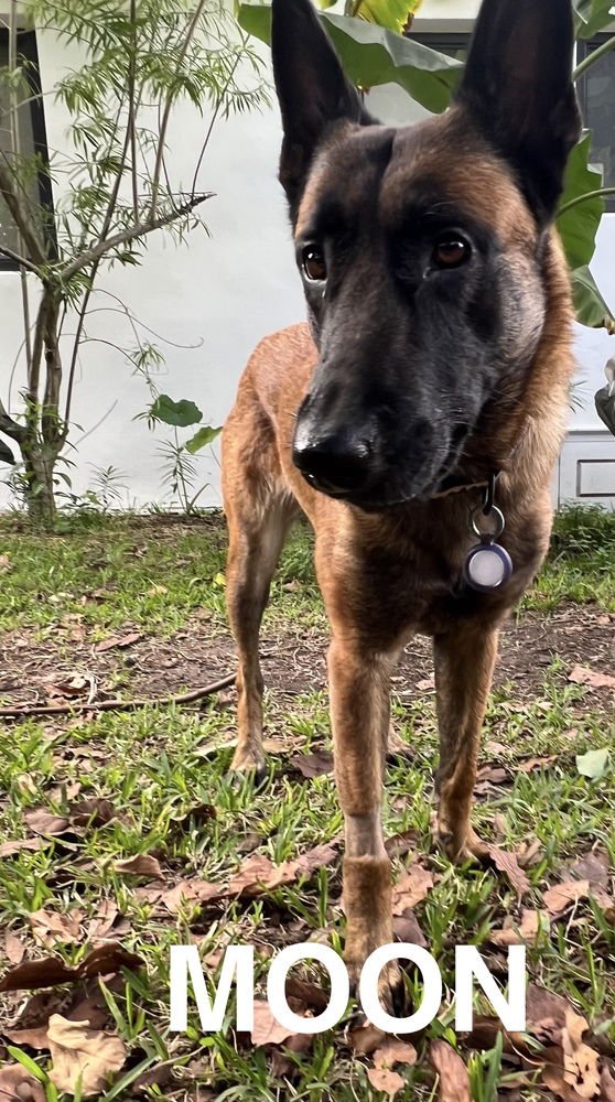 MOON - LOCATED IN FLORIDA - Belgian Shepherd Malinois available for adoption