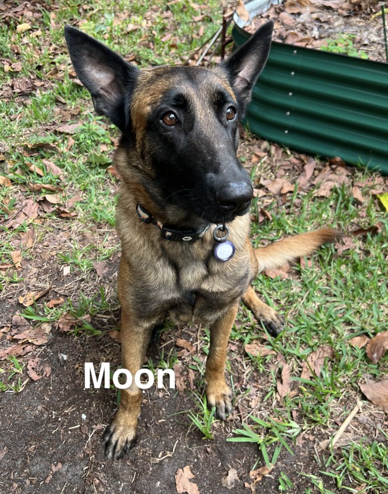 Moon - located in Florida - Photo 3