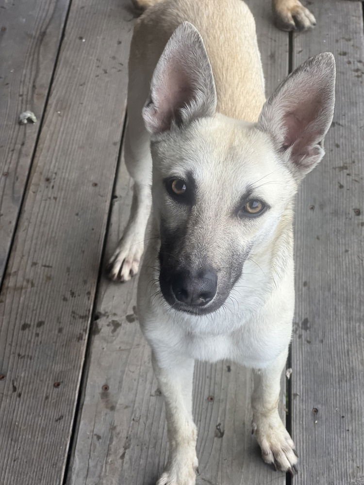 BELLA - LOCATED IN CA - Belgian Shepherd Malinois available for adoption