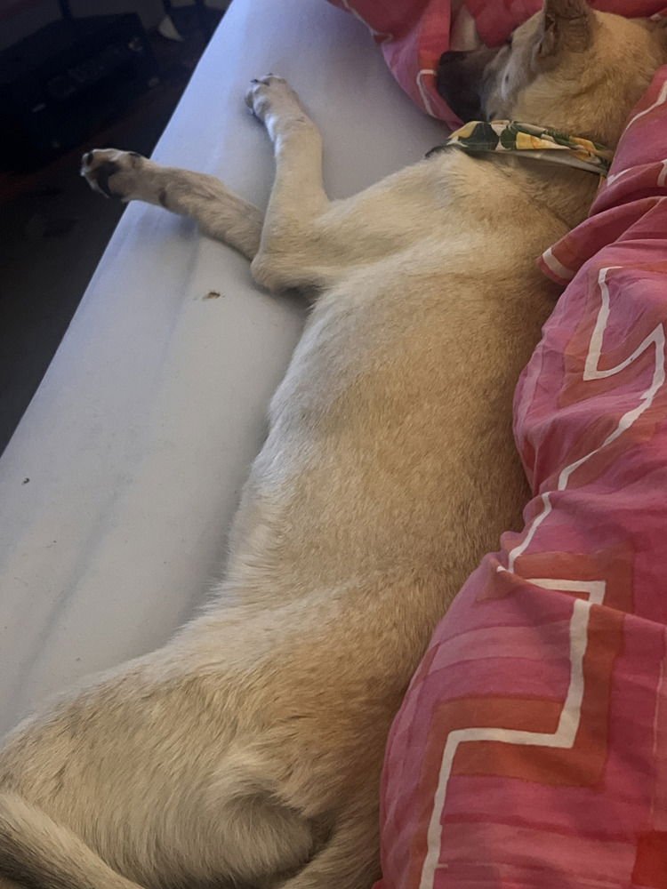 Bella - located in CA - Photo 3