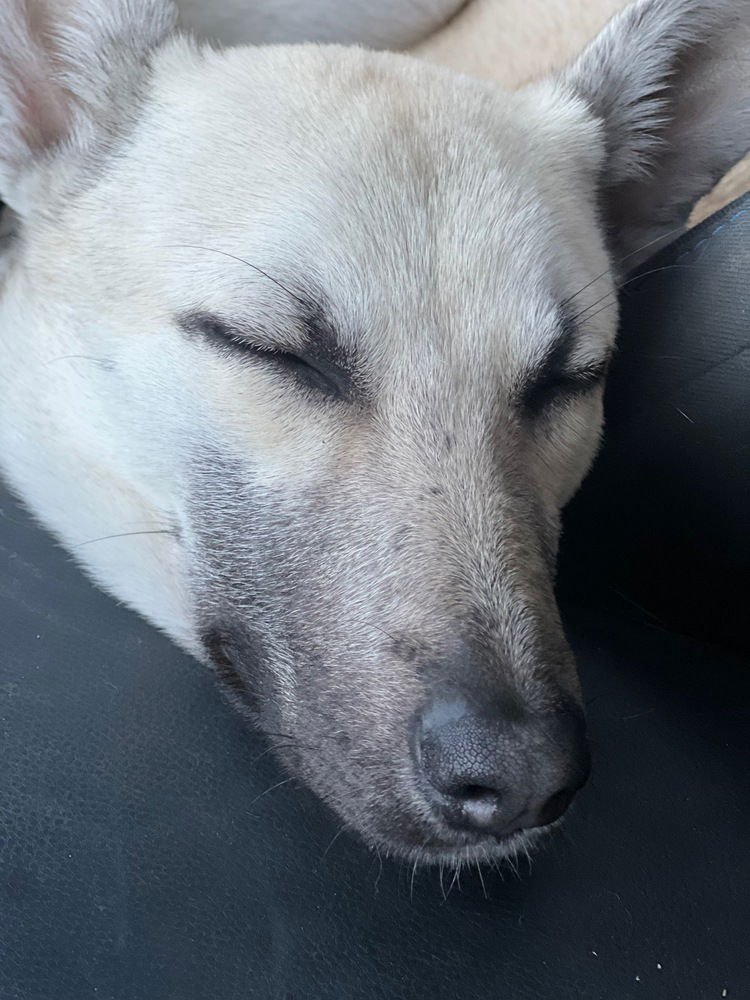 Bella - located in CA - Photo 4