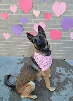 GINNY- LOCATED IN COLORADO - Belgian Shepherd Malinois available for adoption